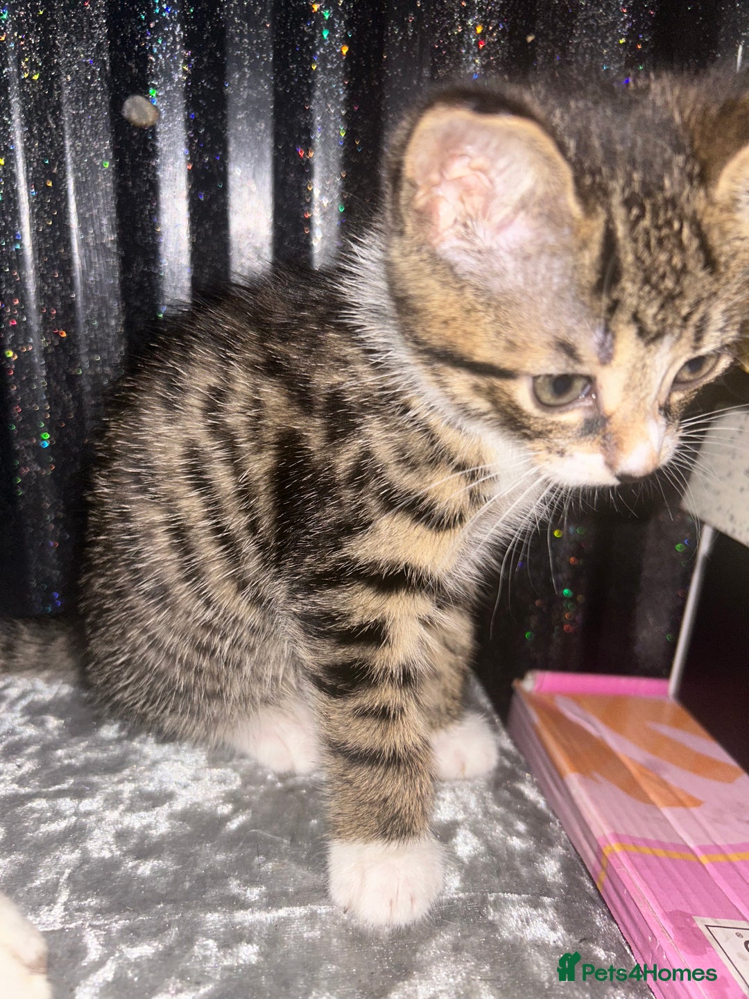 Bengal cats for sale: Loving Home Wanted. Bengal X kittens for sale  - Advert 9
