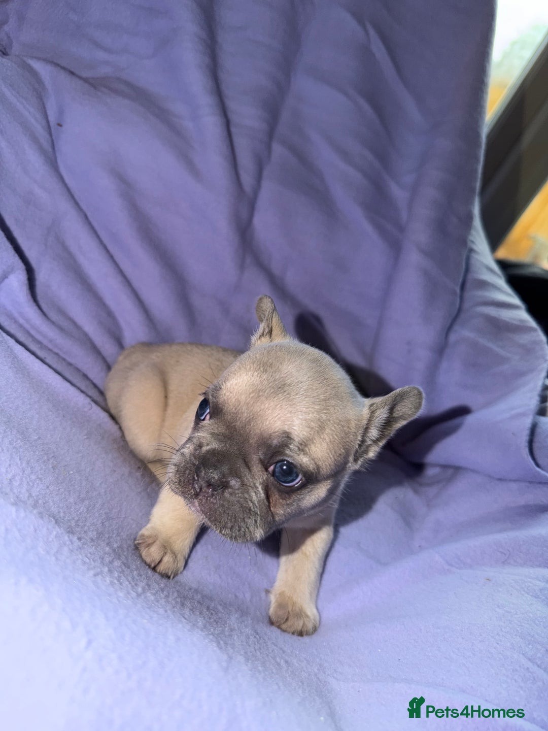 French Bulldog dogs for sale: French bulldog puppies  - Advert 18