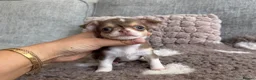 Chihuahua dogs for sale: 🐶Tiny exquisite RARE blue, Lilac & Chocolate Tri  - Advert 18