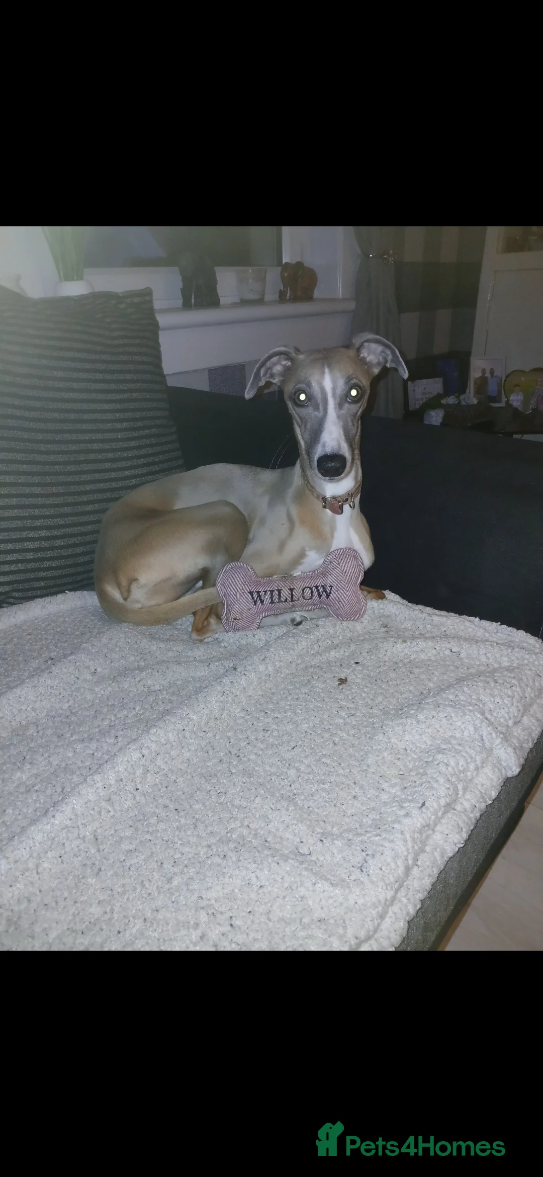 Whippet dogs for sale: 4yr old whippet bitch in Tillicoultry - Advert 2