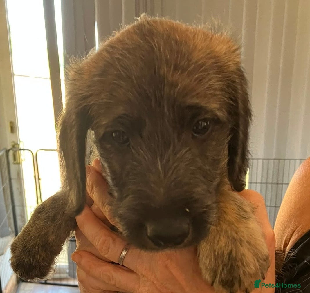 Mixed Breed dogs F1 dark fawn brindle  puppy  - Advert 4