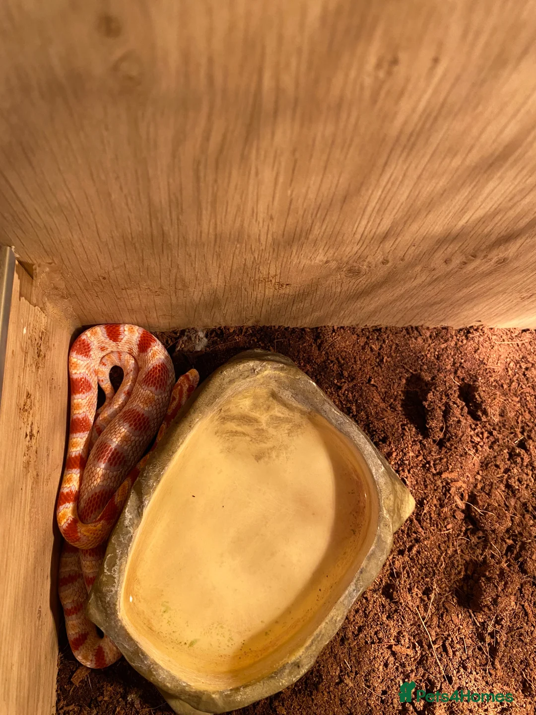 Snake reptiles for sale: Corn snake - Advert 6