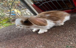 Mini Lop rabbits for sale: Two female mini lops for sale - Image 6
