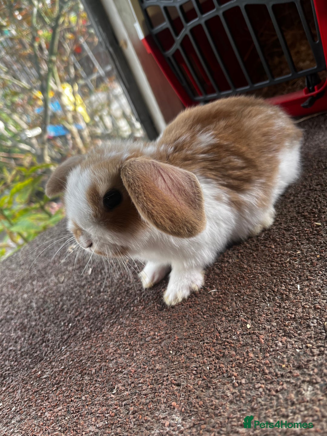 Mini Lop rabbits for sale: Two female mini lops for sale - Image 6