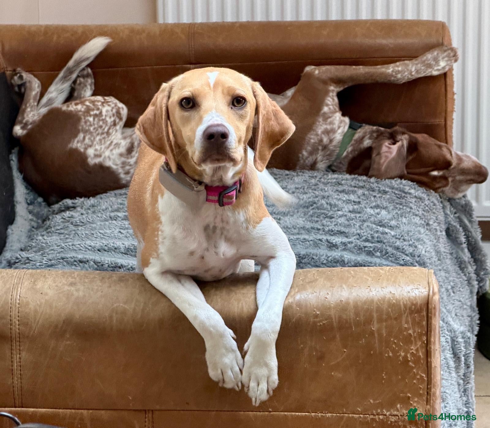 Mixed Breed dogs Gretchen is ready to steal your heart - Advert 2