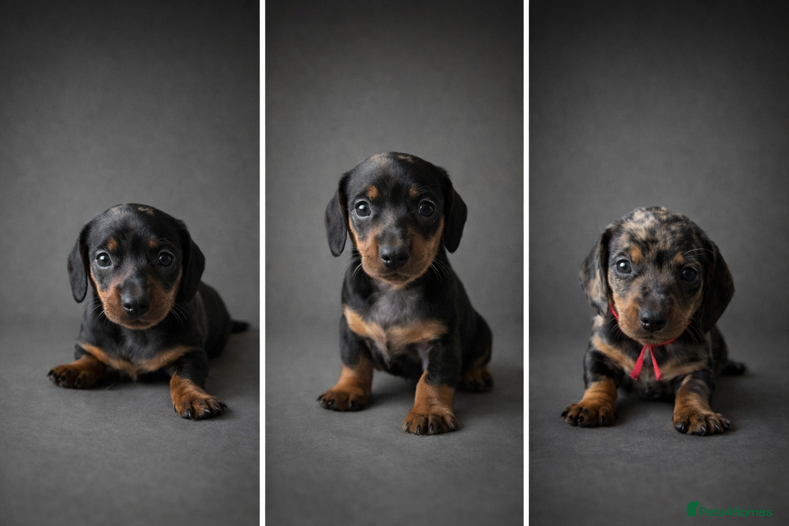 Miniature Dachshund dogs Miniature Dachshunds  - Advert 2