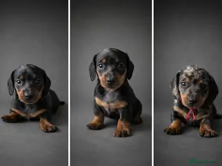 Miniature Dachshund dogs Miniature Dachshunds - Advert 2