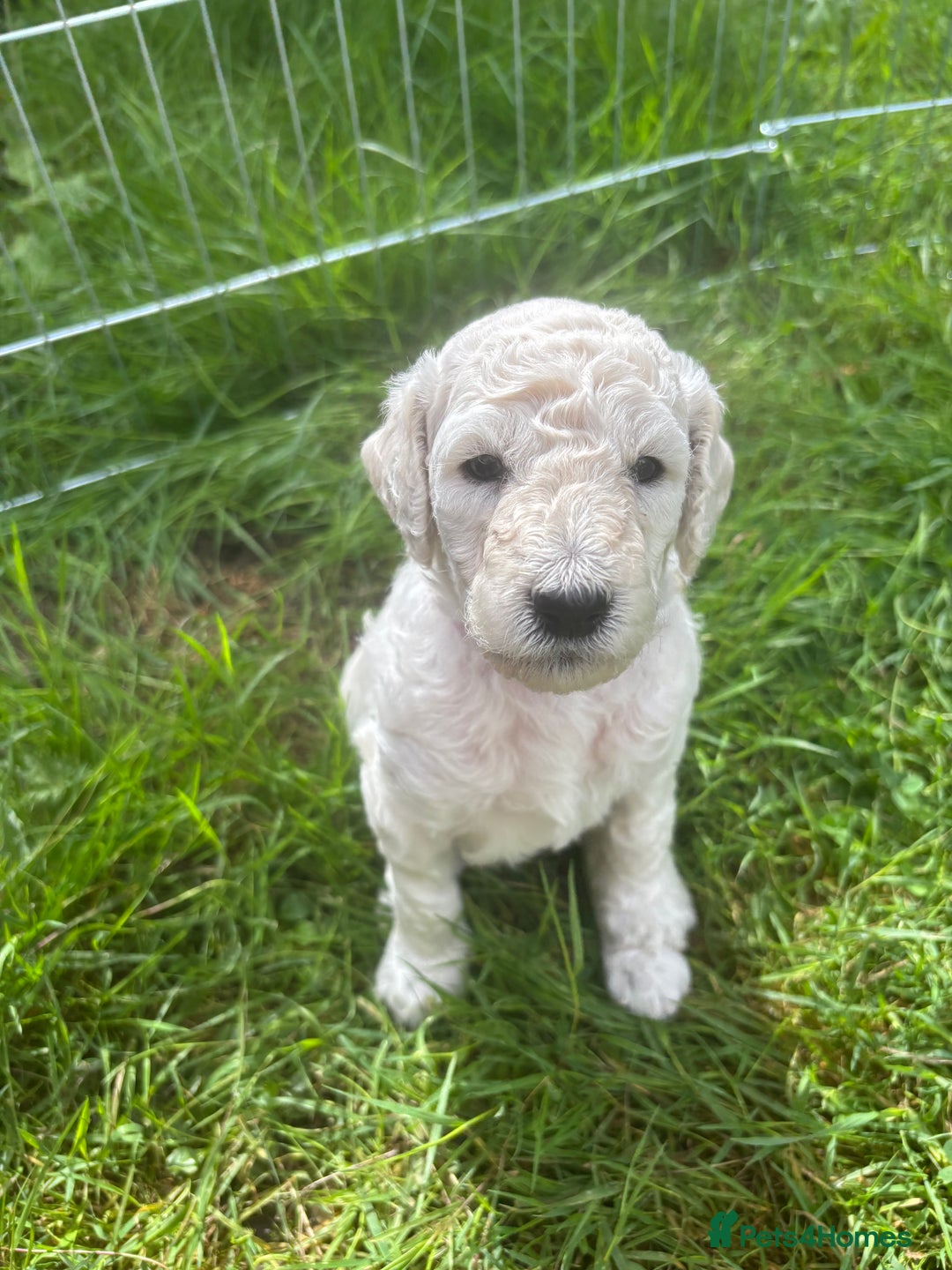 Standard Poodle dogs for sale: Standard poodle  - Image 9
