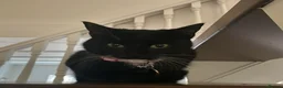 British Shorthair cats for sale: British Short Haired Female. - Advert 2