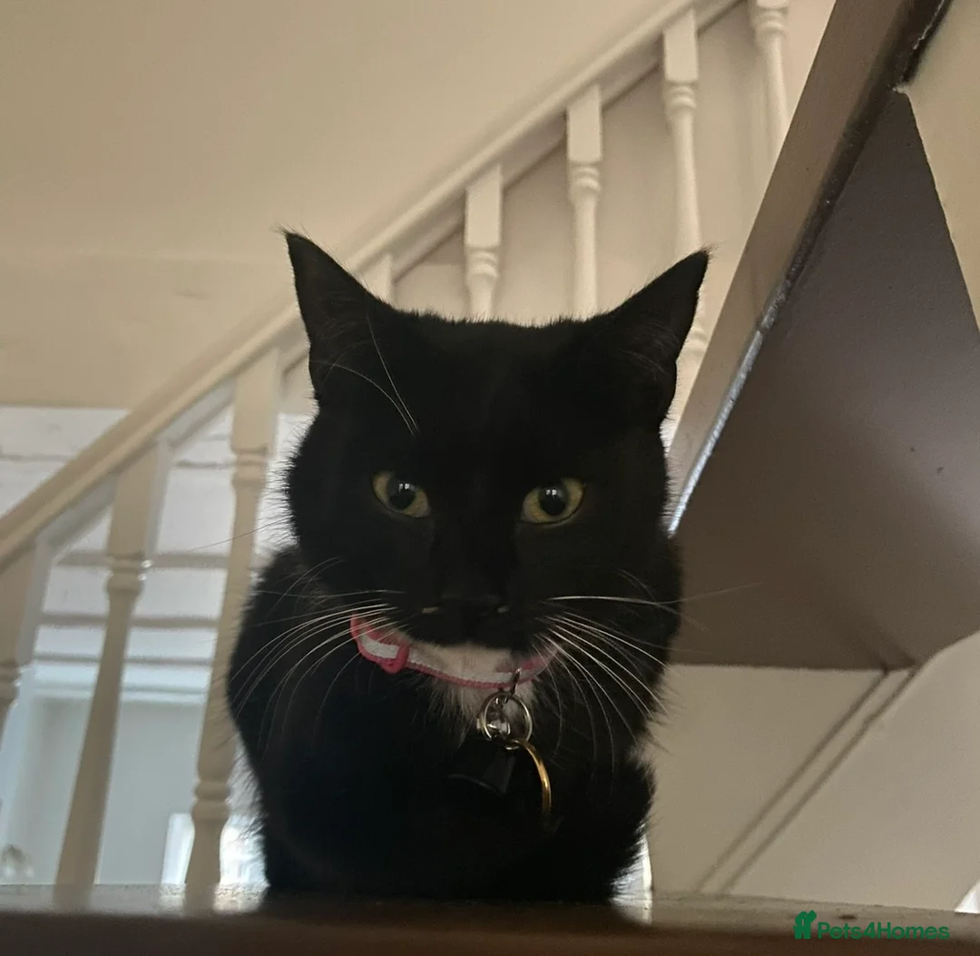 British Shorthair cats for sale: British Short Haired Female. - Advert 2