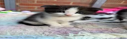 Mixed Breed cats for sale: Beautiful kittens for sale  - Advert 22