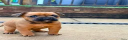 Mixed Breed dogs for sale: Frenchie x Yorkipoo Puppies  - Advert 12