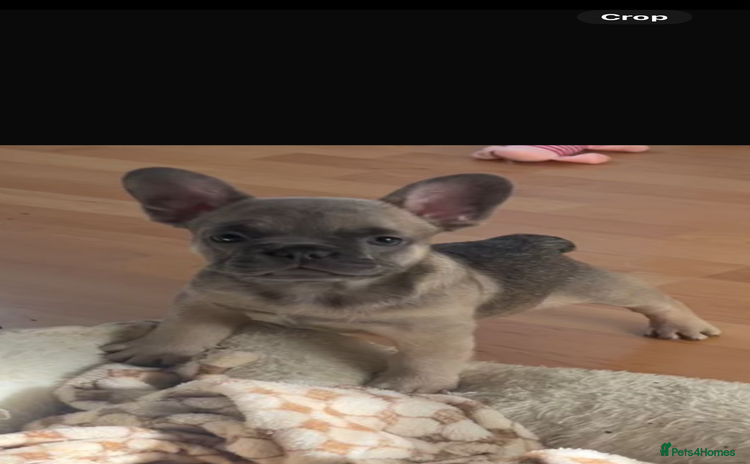 French Bulldog dogs - Advert 10