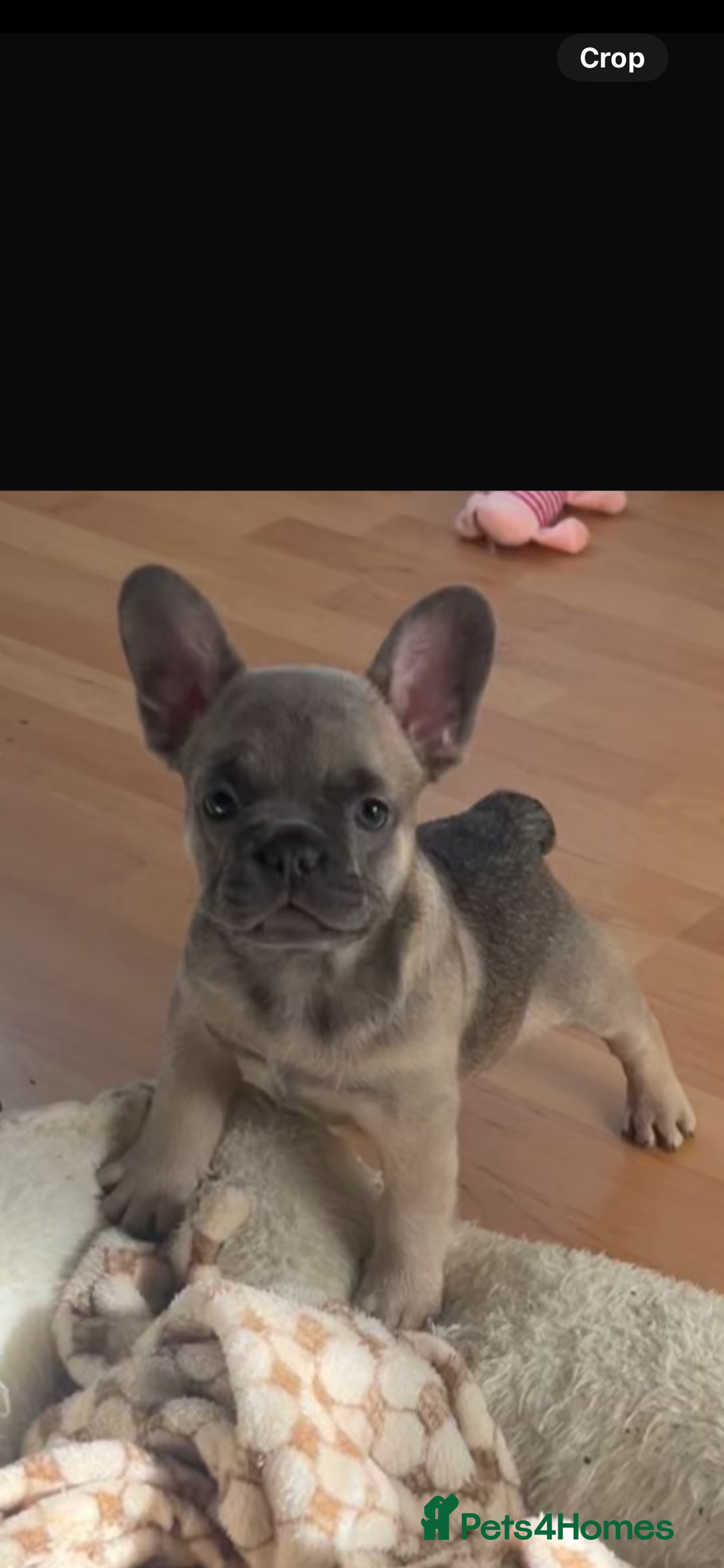 French Bulldog dogs for sale: French bulldog pups  - Image 1