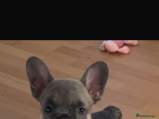 French Bulldog dogs - Advert 27