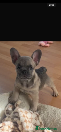 French Bulldog dogs - Advert 8