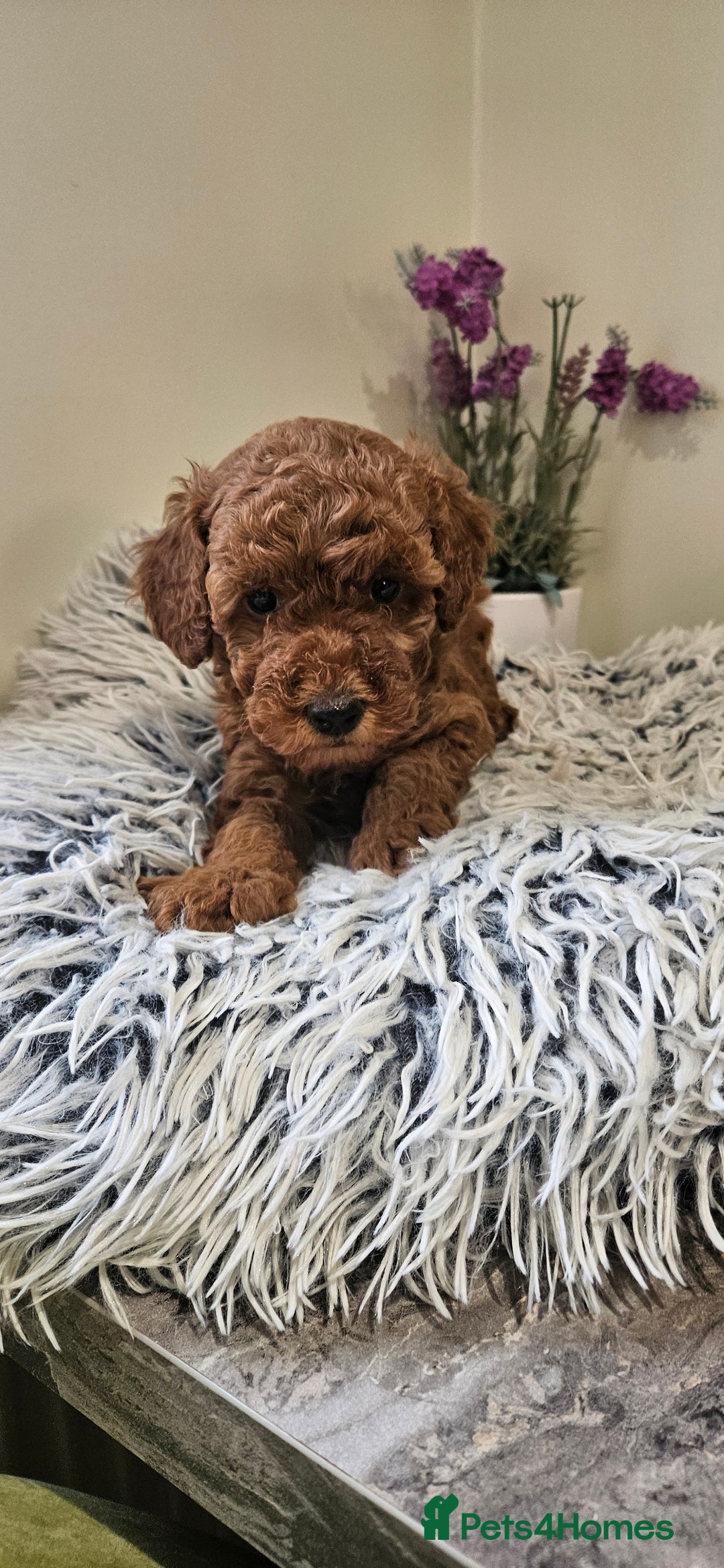Toy Poodle dogs for sale: Beautiful Red Toy Poodle Puppies - Advert 13