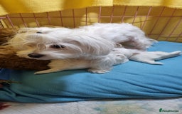 Maltese dogs for sale: Maltese pure breed 3xBoys ready on 14 December  - Advert 3