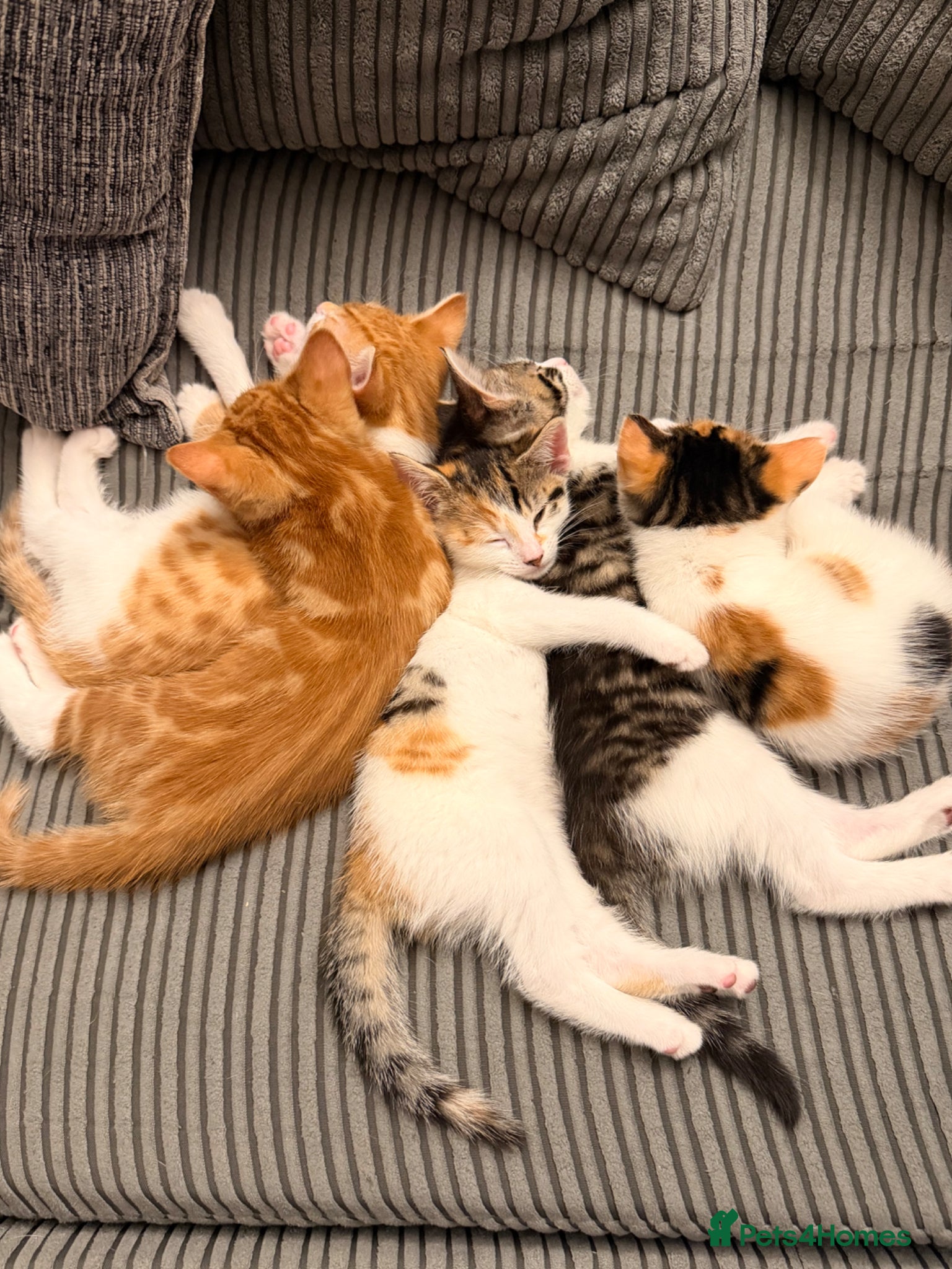 Mixed Breed cats Beautiful Bengal mix kittens  - Advert 8