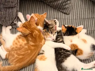 Mixed Breed cats Beautiful Bengal mix kittens - Advert 8