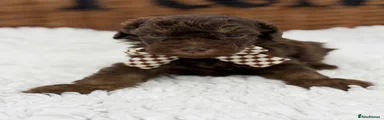 Toy Poodle 3