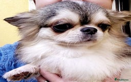Chihuahua dogs for sale: Long coat girl and boy available  - Image 7