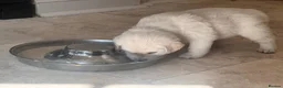 Golden Retriever dogs for sale: Beautiful English Cream Golden Retriever Puppies in Boston - Advert 14