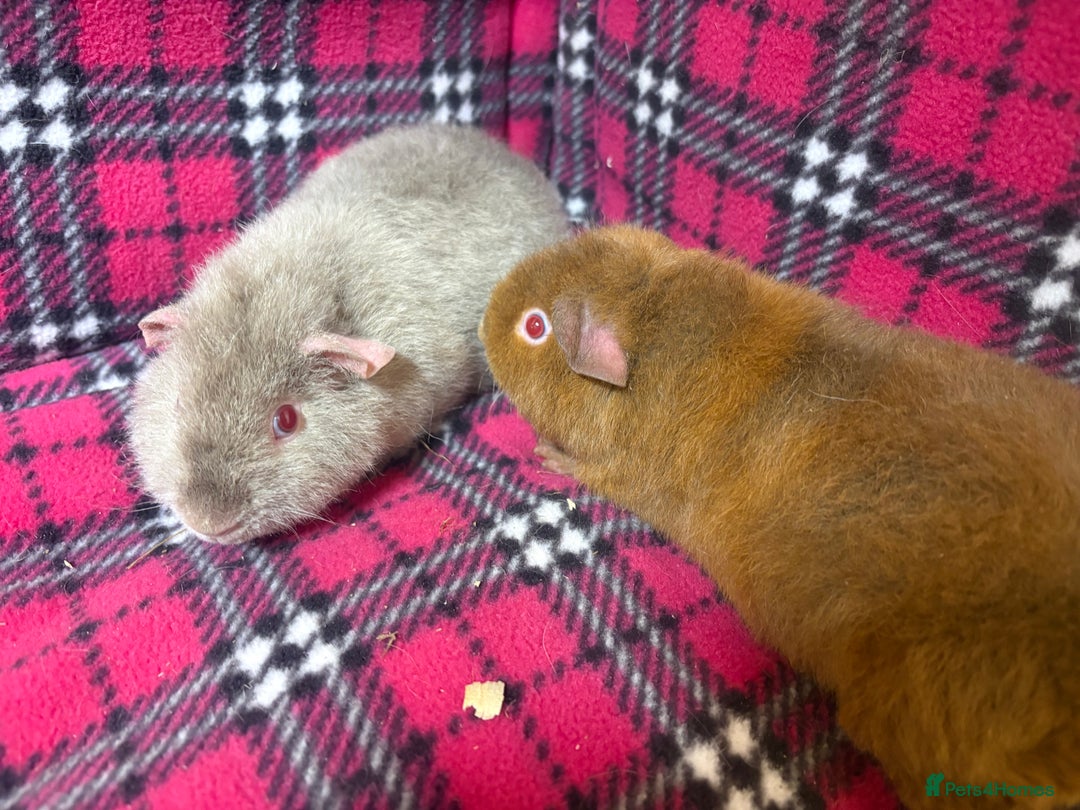 Guinea Pig rodents for sale: Guinea pig brothers  - Advert 3
