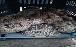 Quail poultry for sale: Standard/Jumbo/Celadon Quail Chicks & Hens - Image 11