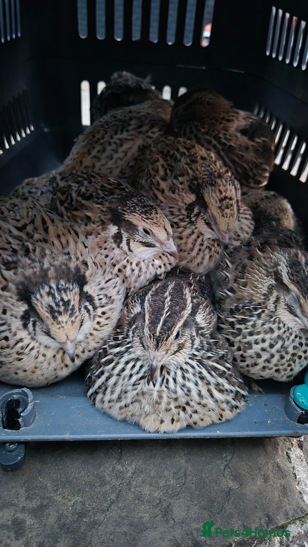 Quail poultry for sale: Standard/Jumbo/Celadon Quail Chicks & Hens - Image 11