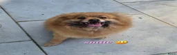 Pomeranian dogs for sale: Very friendly Pomeranian girl 7 years  - Advert 3