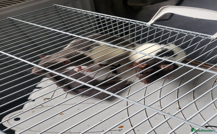 Rat rodents - Advert 1