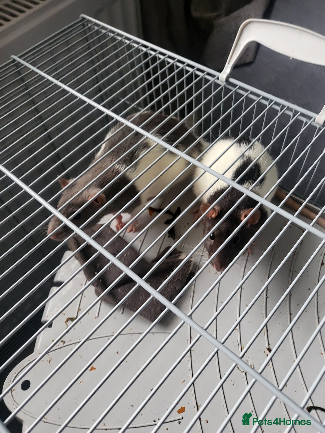 Rat rodents for sale: Fancy Rats.  - Image 1