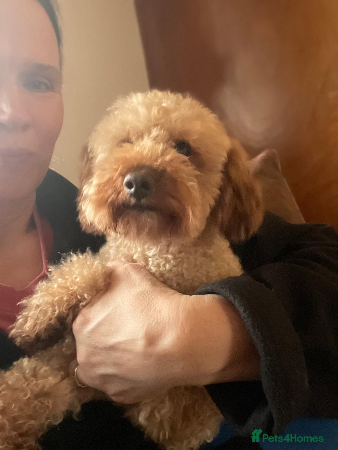 Toy Poodle dogs for stud: Toy Poodle for stud - Advert 5