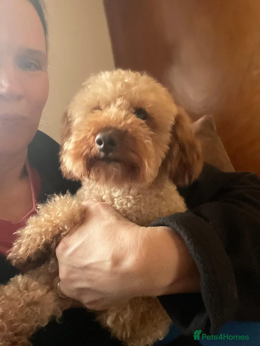 Toy Poodle dogs for stud: Toy Poodle for stud - Advert 5