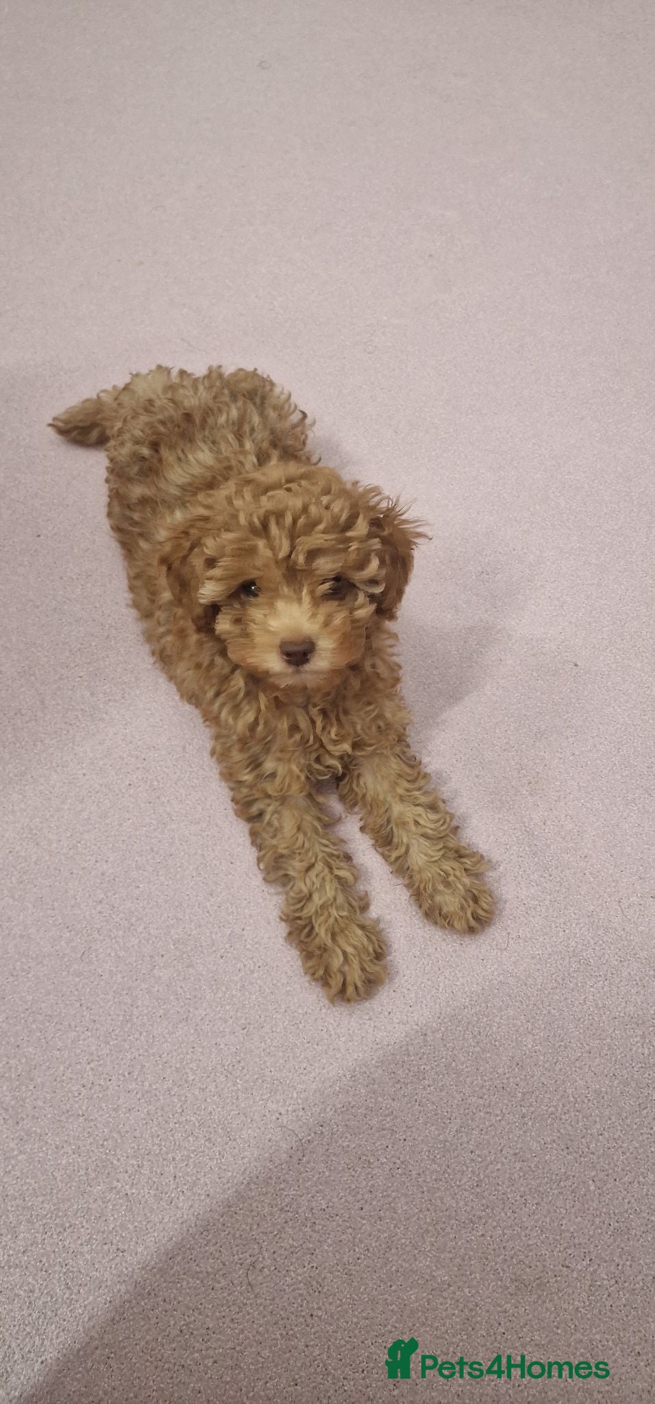 Toy Poodle dogs Toy poodle  - Advert 15