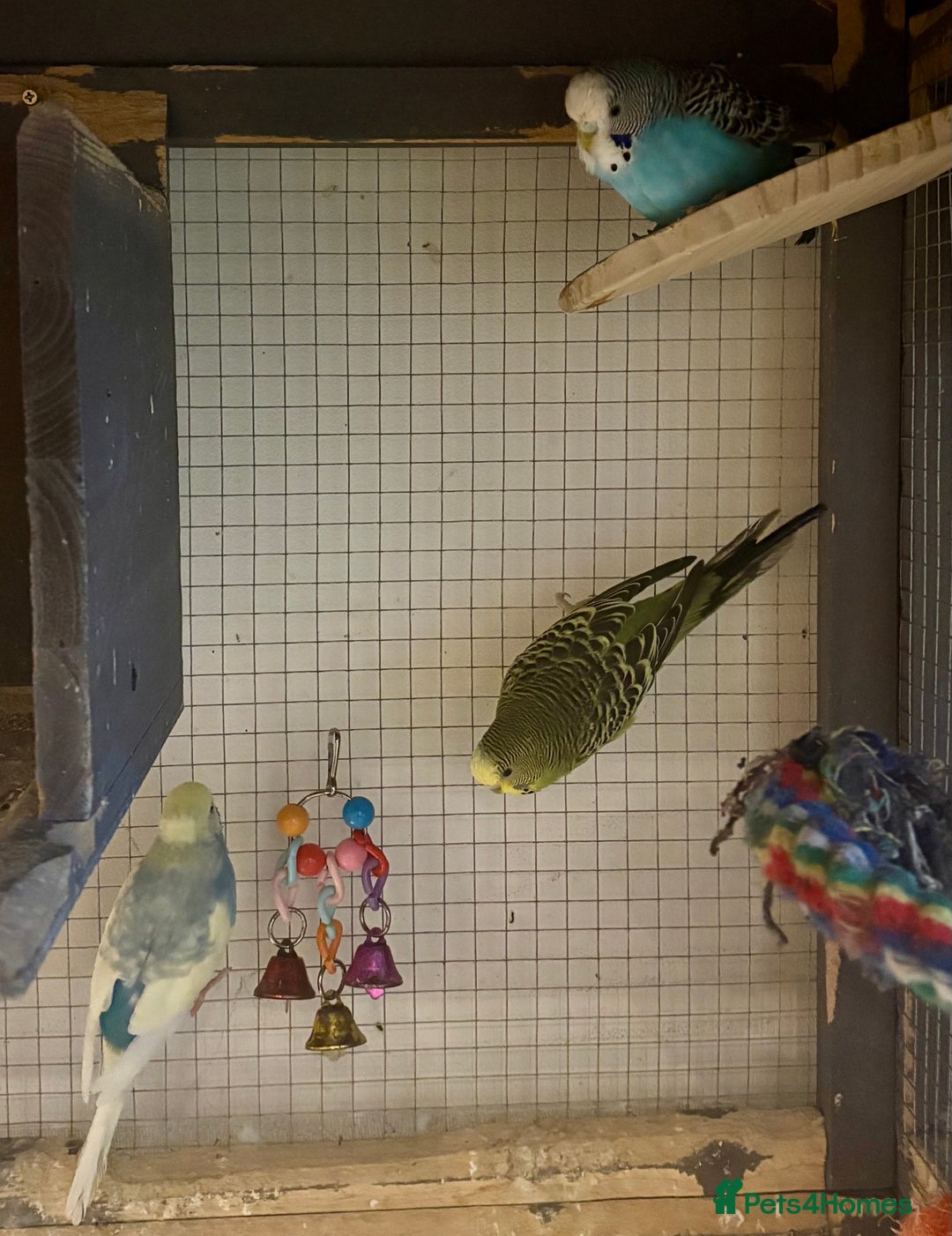 Budgerigars birds for sale: Budgies for sale - Image 29
