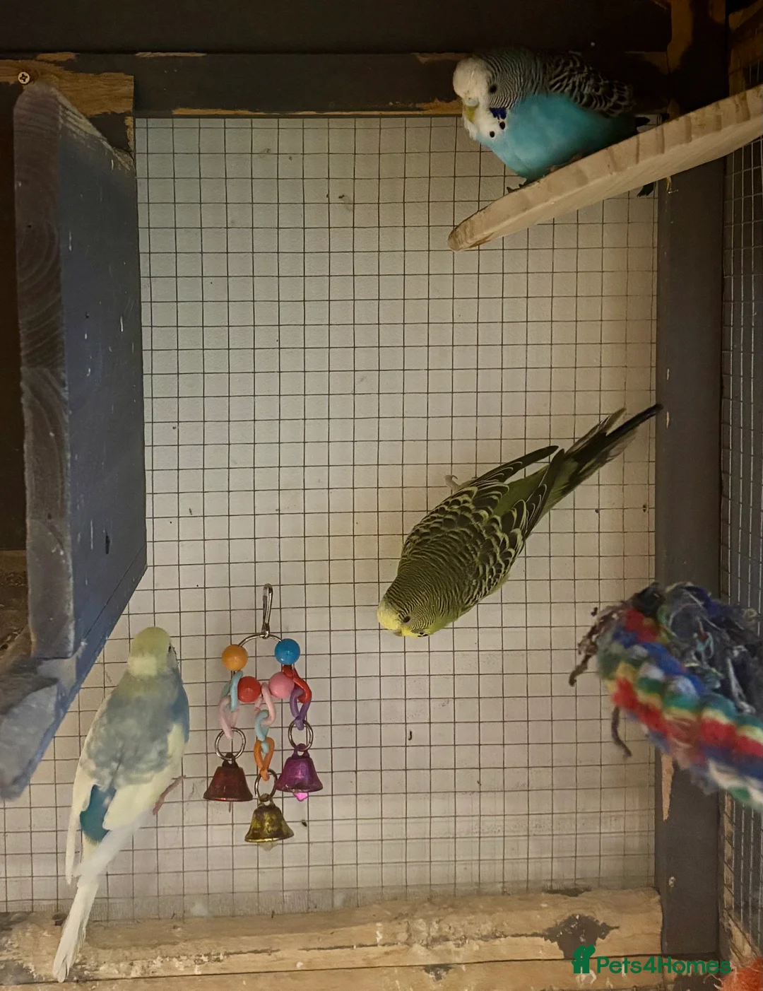 Budgerigars birds for sale: Young Budgies for sale - Advert 29