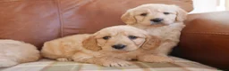 Mini Goldendoodle dogs for sale: Quality Health Tested F1 Miniature Goldendoodles  - Advert 7