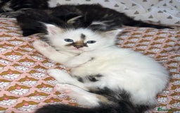 British Longhair cats for sale: girl kitten- playful/amazing personality ! - Image 3