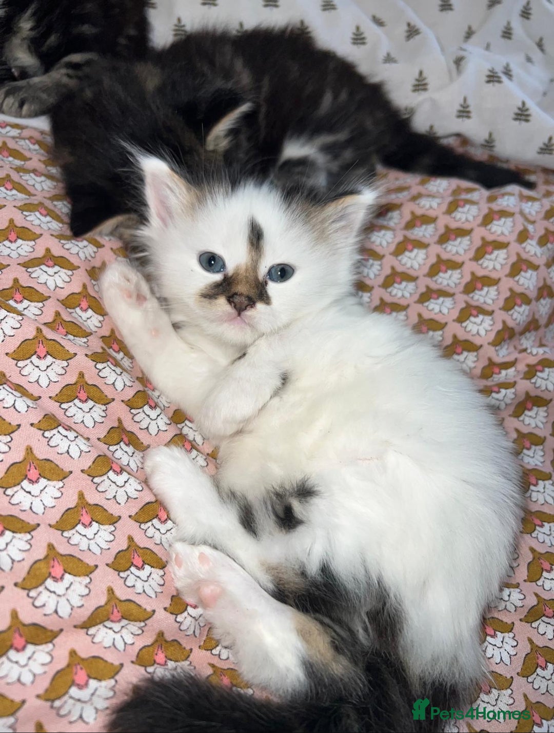 British Longhair cats for sale: girl kitten- playful/amazing personality ! - Image 3