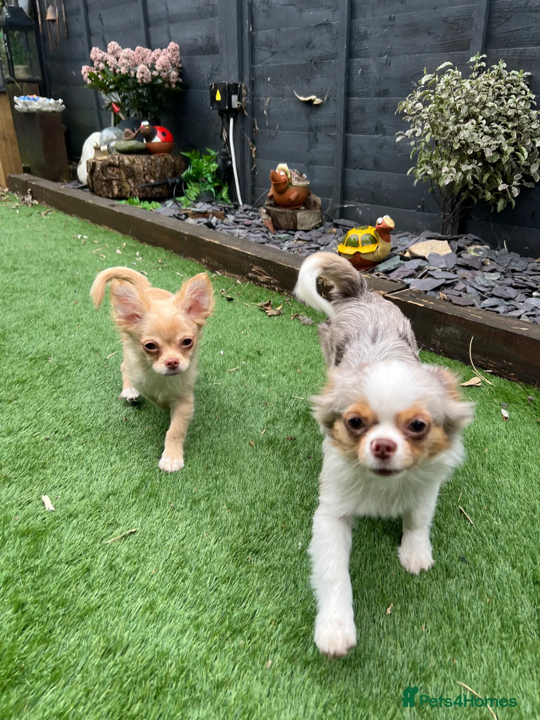 Chihuahua dogs for sale: Stunning cream & white chihuahua boy - Advert 1