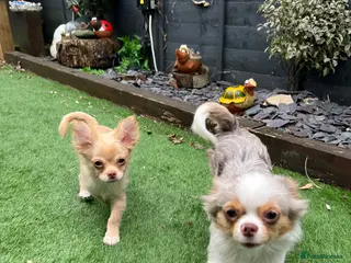 Chihuahua dogs Stunning cream & white chihuahua boy - Advert 1