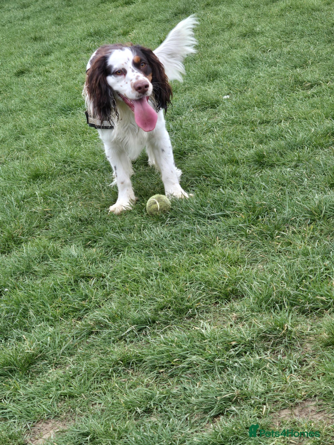 Cocker Spaniel dogs for sale: Now sold  - Image 8