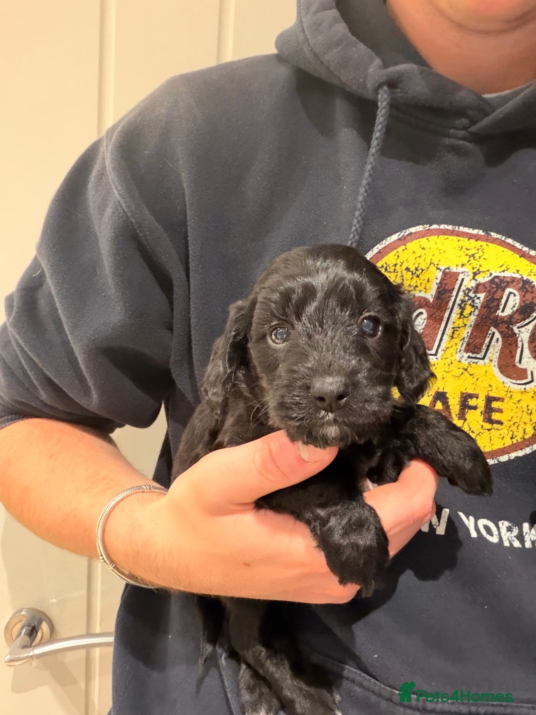 Cockapoo dogs for sale: Miniature Cockapoos  - Image 6