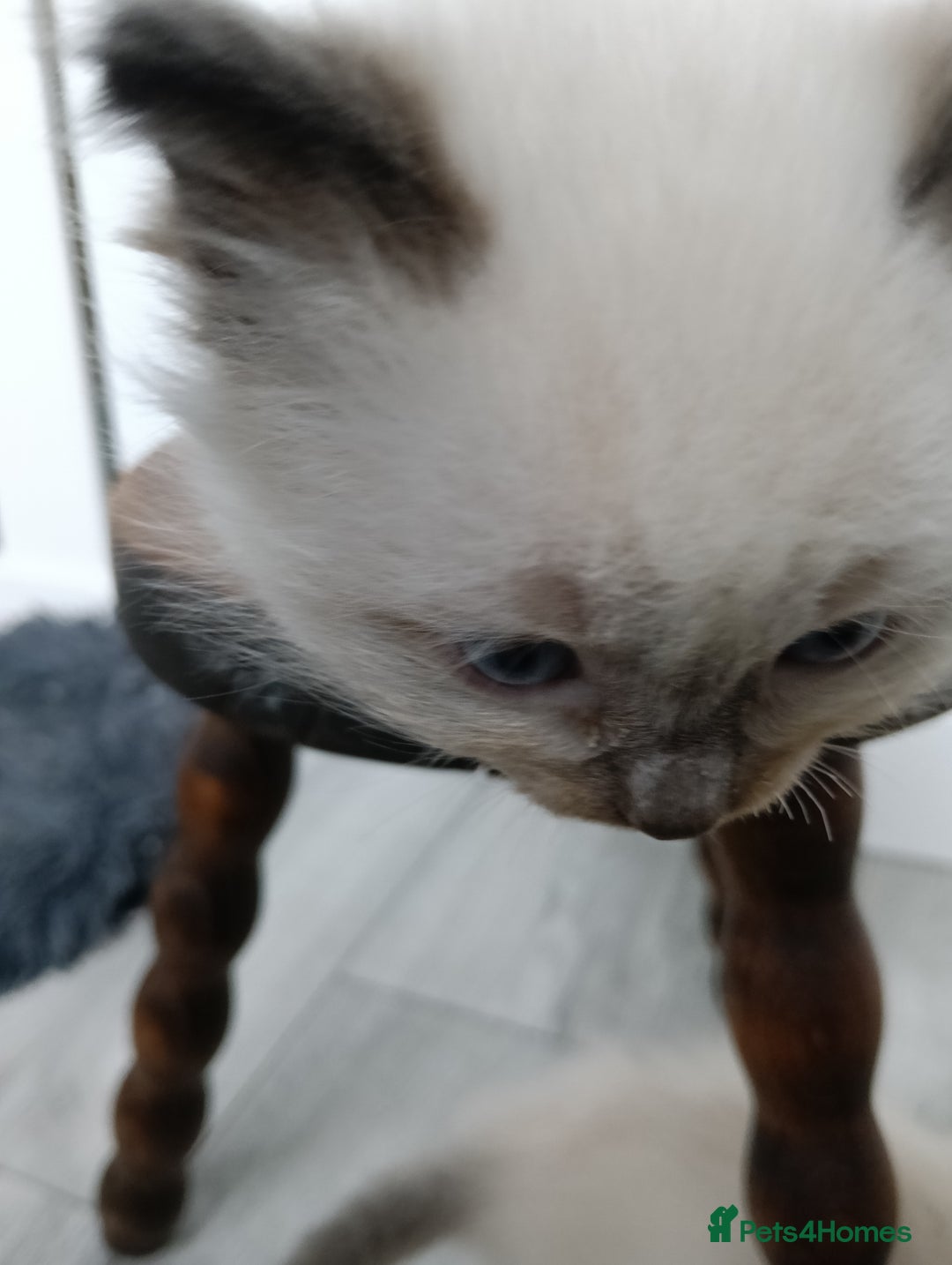 Ragdoll cats for sale: GCCF registered pedigree ragdoll kittens  - Advert 7