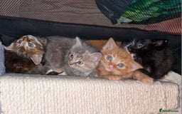 Mixed Breed cats for sale: 4 beautiful kittens  - Image 3