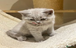 British Shorthair cats for sale: Tica registered British Shorthair Kittens - Image 2