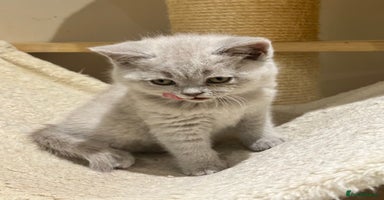 British Shorthair cats - Advert 3