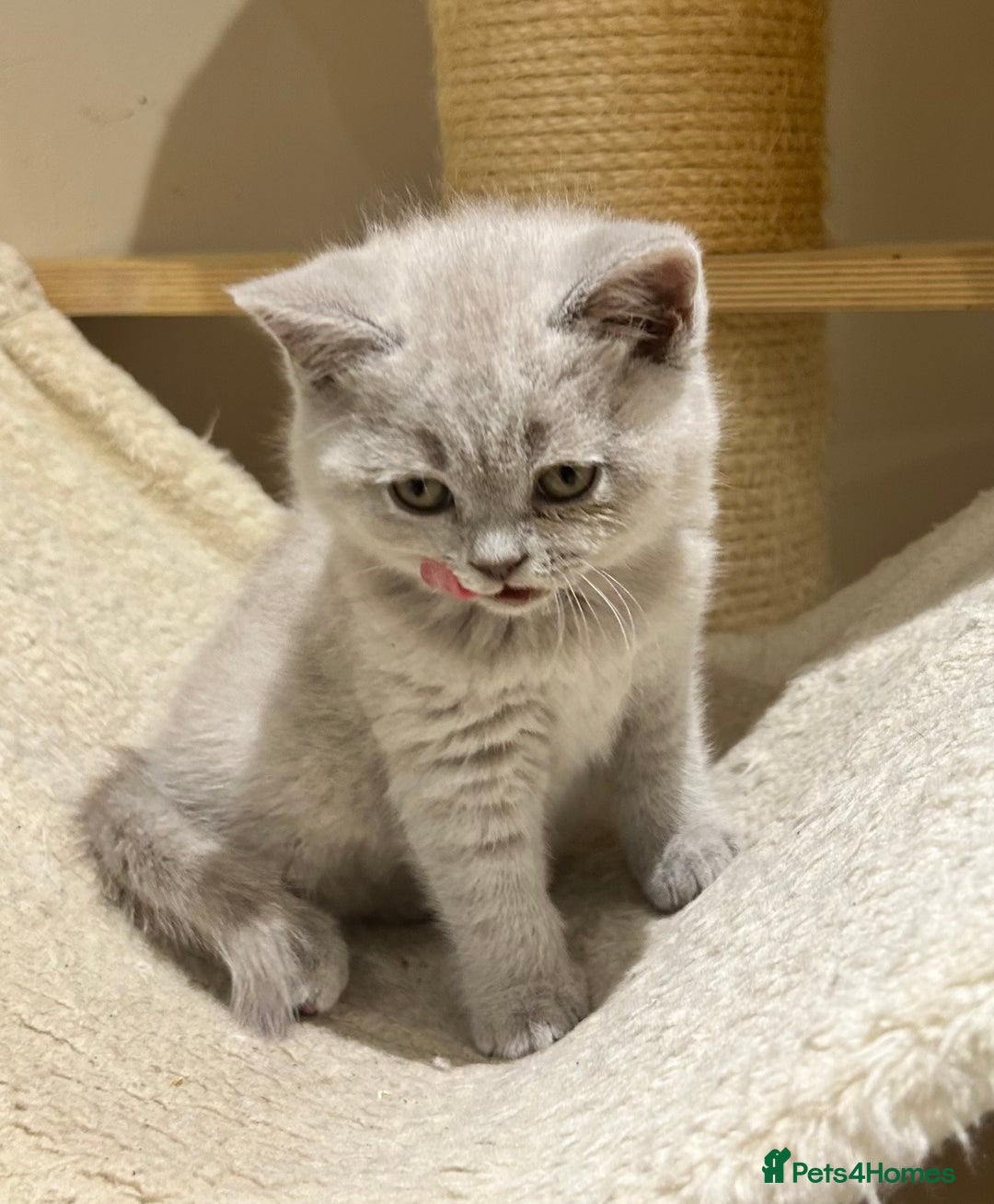 British Shorthair cats for sale: Tica registered British Shorthair Kittens - Image 2